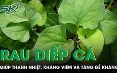 Rau diếp cá giúp thanh nhiệt kháng viêm và tăng đề kháng
