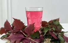 Bác sĩ chỉ ra những điều cần biết khi dùng nước lá tía tô