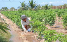 Vùng đất ‘tâm hạn’ ở Khánh Hoà được hồi sinh