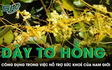 Công dụng bất ngờ của dây tơ hồng vàng hỗ trợ sức khoẻ nam giới 