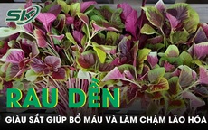 Rau dền bình dân nhưng giàu sắt giúp bổ máu và làm chậm lão hóa 
