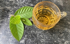 Uống nước lá ổi có tác dụng gì?