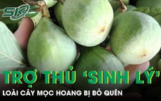 Cây mọc hoang bị bỏ quên hóa ‘trợ thủ’ sinh lý nam giới