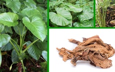 Công dụng quý giá của Thiên niên kiện với sức khỏe xương khớp