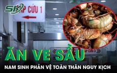 Ăn 2 con ve sầu, nam sinh 17 tuổi nhập viện lúc nửa đêm vì phản vệ toàn thân