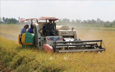 Giá gạo trong nước tăng, thị trường xuất khẩu vẫn chững nhịp