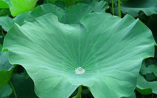6 vị thuốc giúp hóa đàm, hỗ trợ kiểm soát mỡ máu