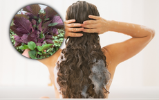 Rụng tóc nhiều, tham khảo một loại lá sẵn có là bí quyết kích thích mọc tóc con