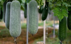 Bí xanh ngon, bổ dưỡng nhưng 4 nhóm người nên tránh