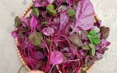 5 lý do để ăn rau dền ngay hôm nay