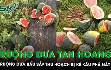 Ruộng dưa hấu sắp thu hoạch của người nông dân nghèo bị phá nát, khổ chủ tiết lộ từng bị đe dọa