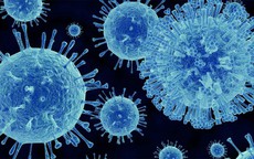 Hơn 1.700 người bị cách ly trên du thuyền sau khi 1 trường hợp tử vong do nghi nhiễm norovirus