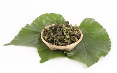 Loại lá quen thuộc nuôi tằm lại là vị thuốc quý giúp dưỡng phế, giảm ho
