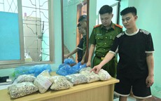 Sử dụng chất cấm sản xuất 2 tấn giá đỗ