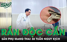 Bị rắn hổ mang cắn, sản phụ mang thai 38 tuần nguy kịch nhập viện khẩn
