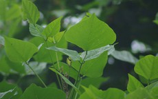 Bài thuốc chữa bệnh từ lá vông nem