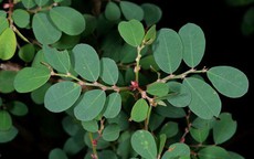 4 bài thuốc chữa bệnh từ lá cây phèn đen