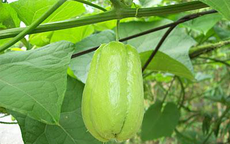 Sau tuổi 50, 5 loại rau nên bổ sung thường xuyên để hỗ trợ da, tóc và sức khỏe tổng thể