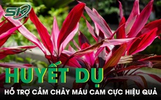Huyết dụ - vị thuốc dân gian hỗ trợ chảy máu cam cực hiệu quả nếu dùng đúng cách