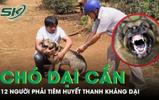 Chó hoang nghi dại cắn liên tiếp 12 người, trong đó có bé trai 6 tuổi