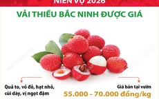 Niên vụ 2026: Vải thiều Bắc Ninh được giá
