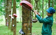 Cổ phiếu GVR được khuyến nghị mua