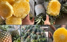 Dứa mật Pu Lau là dứa gì mà được nhiều người tiêu dùng ‘săn đón’ đến vậy?