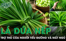 Loại lá rẻ tiền bán đầy chợ được ví như trợ thủ của người tiểu đường và mất ngủ 