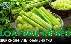 Loại rau rẻ bèo giúp chống viêm, giảm ung thư 