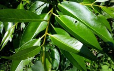 2 thời điểm tốt nhất để uống nước lá vối
