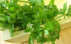 Tiềm năng làm đẹp từ rau xương cá