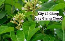 Món ăn - bài thuốc hỗ trợ chữa bệnh từ cây lá giang