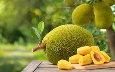 Quả mít: Thứ quả dân dã ăn được từ múi đến hạt