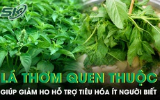 Loại lá thơm quen thuộc giúp giảm ho, hỗ trợ tiêu hóa ít người biết 