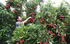 Vải thiều được giá, người trồng phấn khởi dù sản lượng giảm hơn 50%
