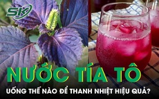 Uống nước tía tô mùa nắng nóng thế nào để thanh nhiệt hiệu quả 
