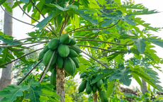 6 tác dụng đặc biệt của lá đu đủ