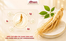 Homsam, nhân sâm đăng ký dạng thuốc