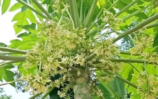 Hoa đu đủ đực: Công dụng chữa bệnh và cách dùng