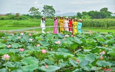 Về Thành Nhà Hồ ngắm sen nở, đi xe điện khám phá làng cổ trăm năm