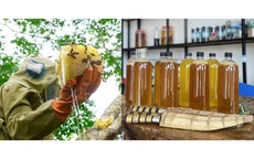 Mẹo phân biệt mật ong thật và giả đơn giản ngay tại nhà