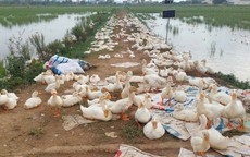 Nghệ An khẩn trương dập dịch H5N1, tiêu hủy 17.000 con gia cầm