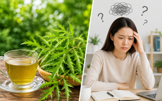Nước lá đinh lăng có giúp cải thiện trí nhớ?