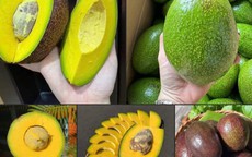 Một loại bơ vỏ tím lịm, cơm vàng dẻo kẹo, có thể nặng tới cả kg/quả đang được các chị em thi nhau ‘săn đón’