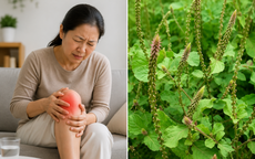 Cách dùng cỏ xước chữa đau nhức xương khớp