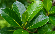 Lá mít có tác dụng gì?