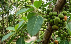 Lá sung nấu nước uống có tác dụng gì?