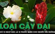 Cây dại ven suối có vị ngọt mát, là vị thuốc quen thuộc cho người tiểu đường 