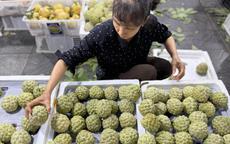 Loại na đặc sản mọc trên núi đá có gì đặc biệt mà được nhiều người tiêu dùng tìm mua đến vậy?