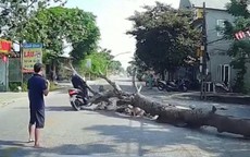 Cưa cây gây hậu quả chết người: Ai phải chịu trách nhiệm? 